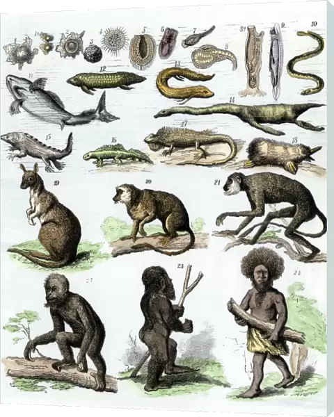 Human evolution as described in the 1870s