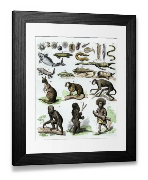 Framed Print : Human evolution as described in the 1870s Framed Print : Human evolution as described in the 1870s