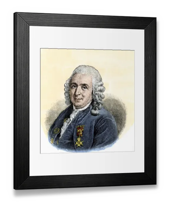 Framed Print : Carolus Linneus. Hand-colored woodcut of a portrait Framed Print : Carolus Linneus. Hand-colored woodcut of a portrait