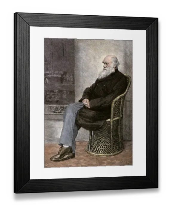 Framed Print : Charles Darwin seated in a wicker chair Framed Print : Charles Darwin seated in a wicker chair
