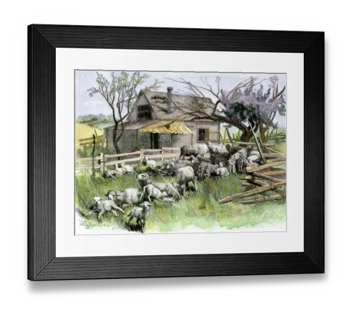Framed Print : Sheep near a cottage in West Rutland Framed Print : Sheep near a cottage in West Rutland