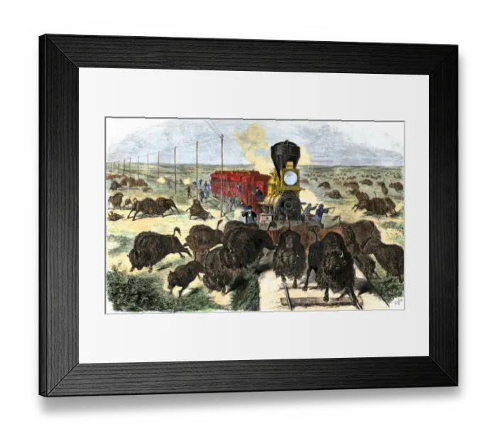 Framed Print : Buffalo killed from a train on the Great Plains Framed Print : Buffalo killed from a train on the Great Plains