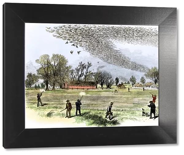 Passenger pigeons filling the skies before they were hunted to extinction