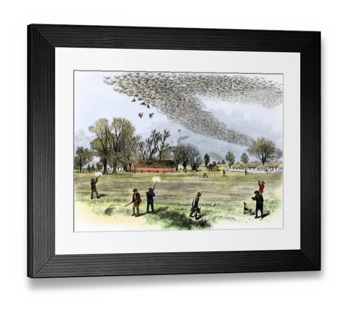 Framed Print : Passenger pigeons filling the skies before they were hunted to extinction