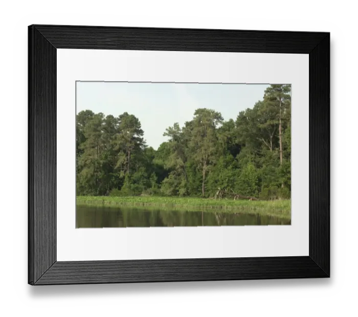 Framed Print : Jamestown forest, Virginia Framed Print : Jamestown forest, Virginia