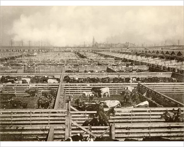 Union Stockyards, Chicago, 1890s