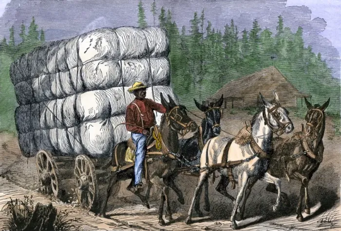 Framed Print : African-American hauling baled cotton to market with a team of mules Framed Print : African-American hauling baled cotton to market with a team of mules