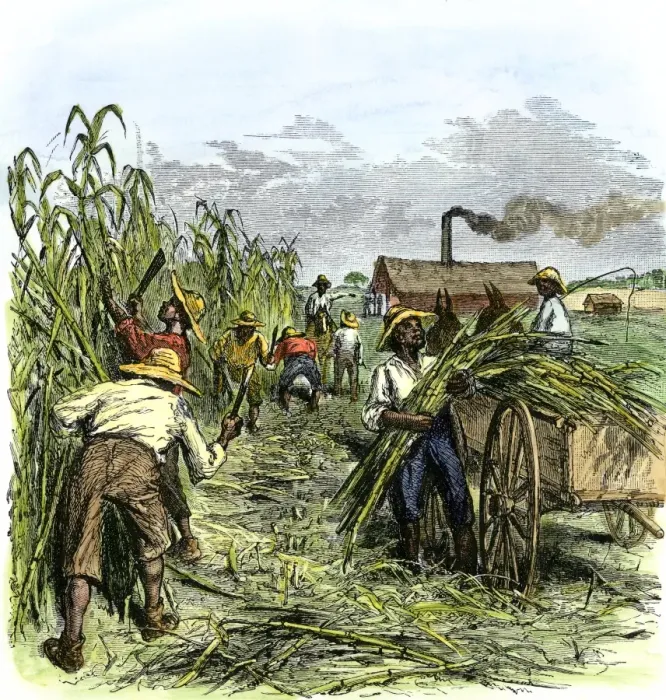 Framed Print : African American slaves harvesting cane on a sugar plantation Hand-colored Framed Print : African American slaves harvesting cane on a sugar plantation Hand-colored