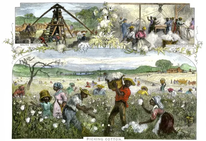 Framed Print : African American slaves picking baling