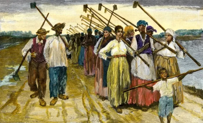 Framed Print : African-American slaves returning from the fields at twilight on a sugar Framed Print : African-American slaves returning from the fields at twilight on a sugar