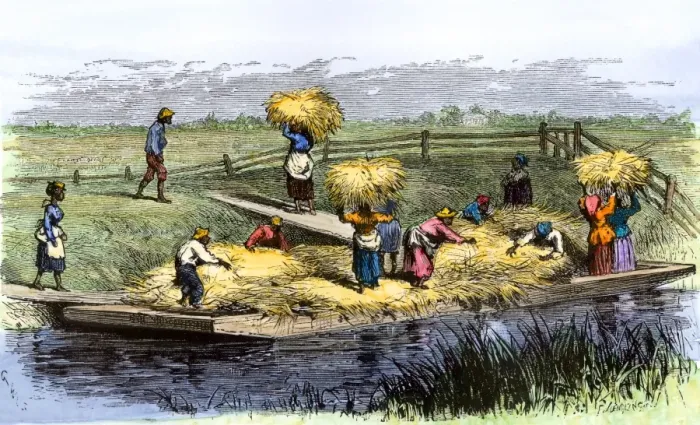 Framed Print : African-American slaves unloading rice barges in South Carolina 1800s Framed Print : African-American slaves unloading rice barges in South Carolina 1800s
