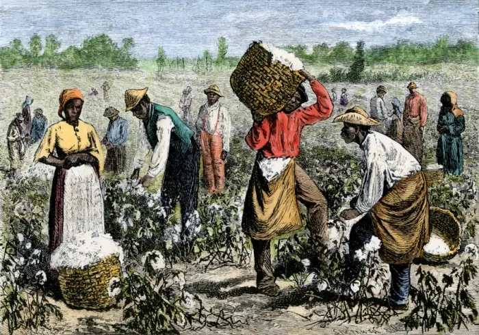 Framed Print : Afroamerican slaves picking cotton Framed Print : Afroamerican slaves picking cotton
