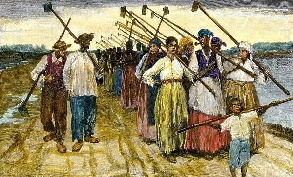 AGRI2A-00010. African-American slaves returning