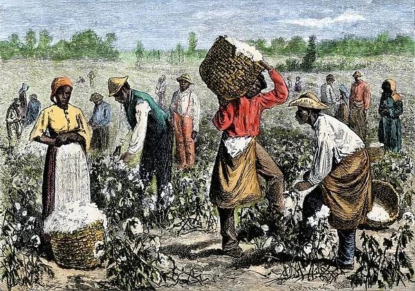 AGRI2A-00011. Afroamerican slaves picking cotton.