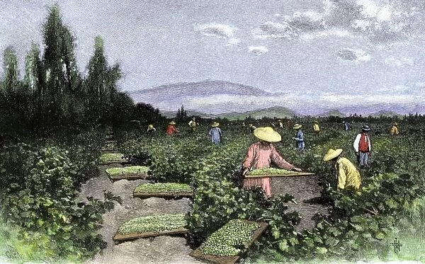 AGRI2A-00030. Asian workers curing raisins in the vineyards of California, 1890s.