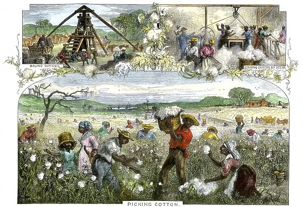 AGRI2A-00035. African American slaves picking baling and ginning cotton by steam