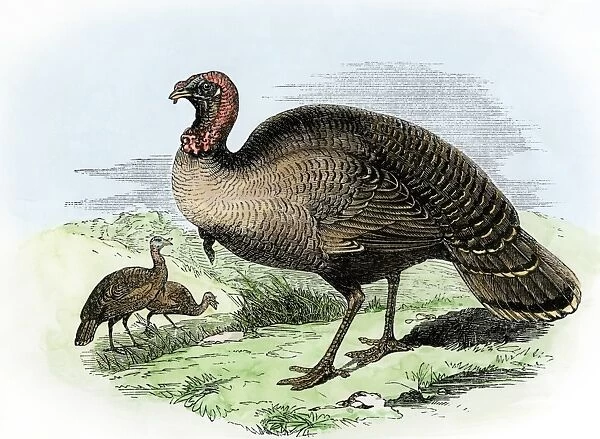AGRI2A-00041. The wild turkey of America.