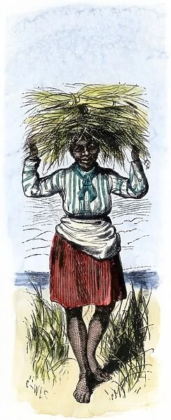 AGRI2A-00044. African-American woman carrying sheaves on a rice plantation.