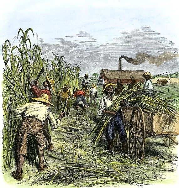 AGRI2A-00054. African American slaves harvesting cane on a sugar plantation