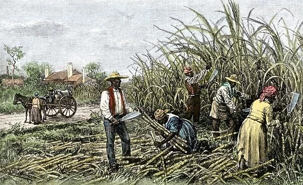 AGRI2A-00055. Black slaves harvesting sugar cane on a plantation in the US South, 1800s.