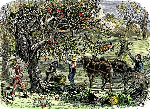 AGRI2A-00064. Picking apples, a farm scene near Pride's Bridge, Maine, 1800s.