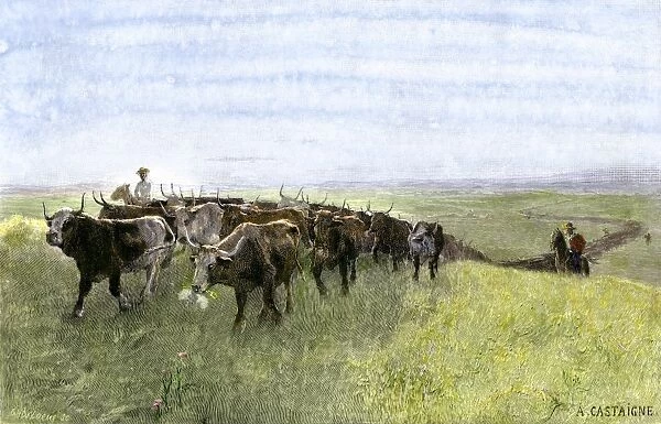 AGRI2A-00076. Cowboys driving a longhorn herd on the great cattle trail 1800s