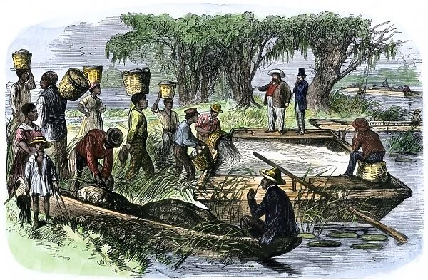 AGRI2A-00079. Plantation slaves loading rice to a barge on the Savannah