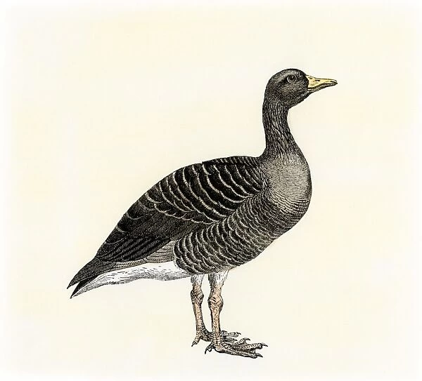 AGRI2A-00080. Greylag goose.. Hand-colored woodcut of a 19th-century illustration