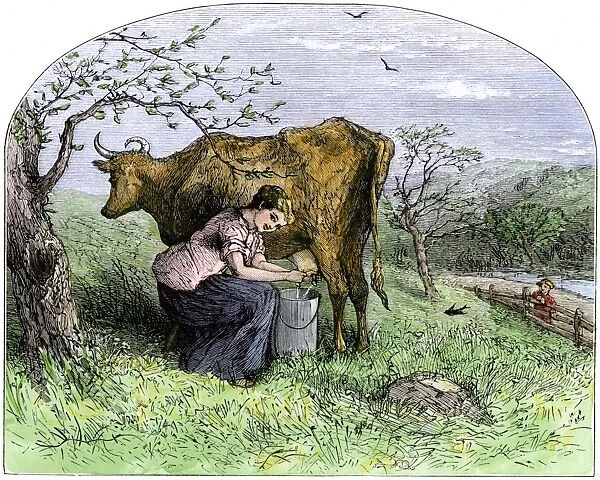 AGRI2A-00081. Young woman milking a cow in a pasture.