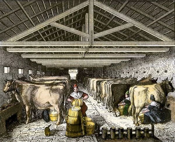 AGRI2A-00085. Farm women pouring milk into a churn in dairy barn.