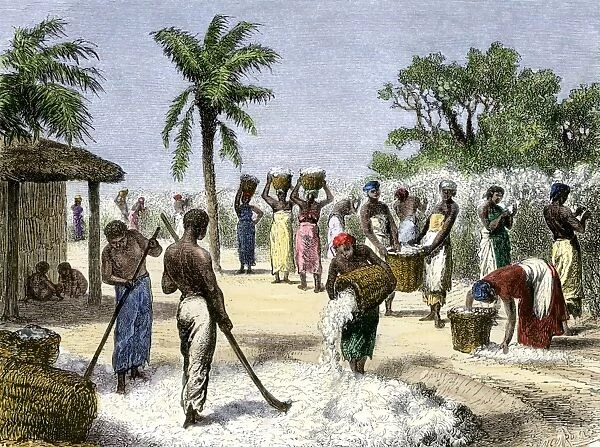 AGRI2A-00114. Slaves bringing in the cotton harvest.