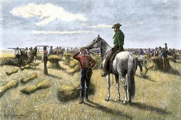 AGRI2A-00119. Harvesting wheat on a Dakota bonanza farm, 1880s.