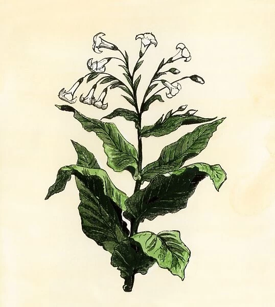 AGRI2A-00126. Tobacco plant.. Hand-colored woodcut of a 19th-century illustration