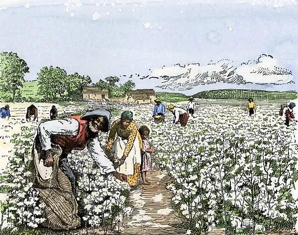 AGRI2A-00129. African-American field-hands picking cotton, late 1800s.
