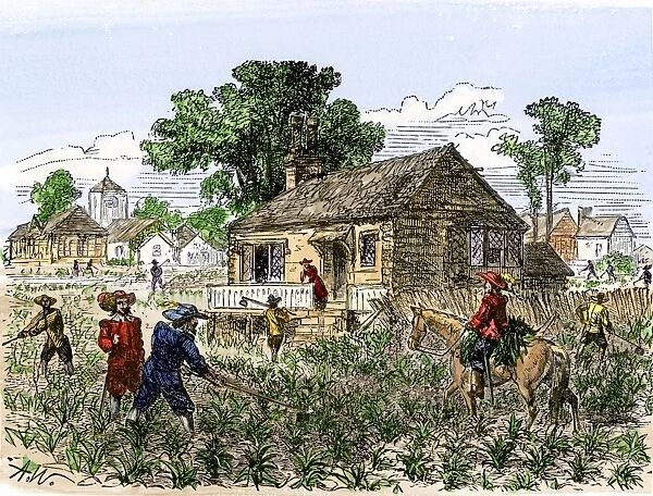 AGRI2A-00130. Cultivation of tobacco in colonial Virginia.