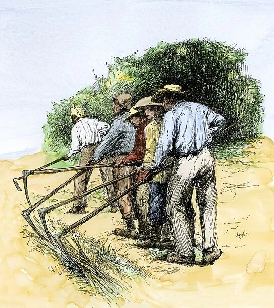 AGRI2A-00146. African-American field hands hooking up sugar cane in Louisiana, 1800s.