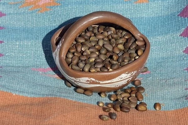 AGRI2D-00037. Pinon nuts, an important food of Southwestern Native Americans