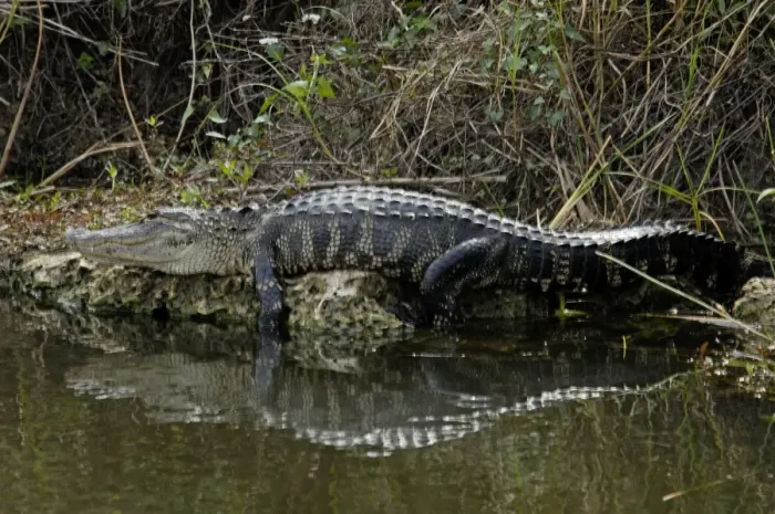 Framed Print : Alligator in the Florida Everglades Framed Print : Alligator in the Florida Everglades