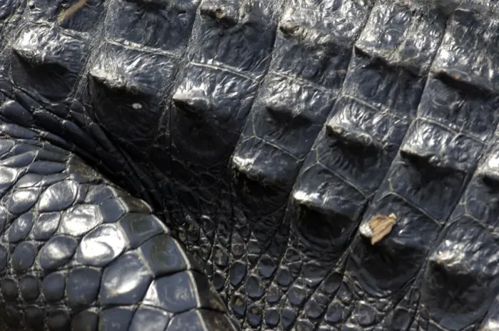 Framed Print : Alligator in the Florida Everglades