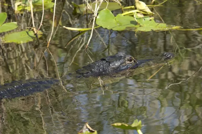 Framed Print : Alligator in the Florida Everglades