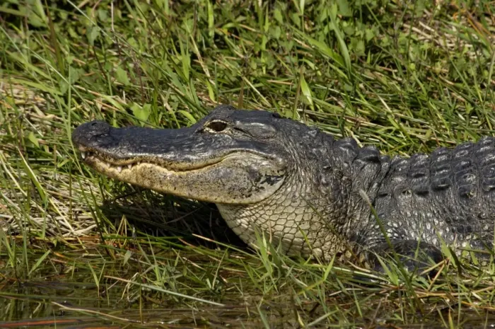 Framed Print : Alligator in the Florida Everglades