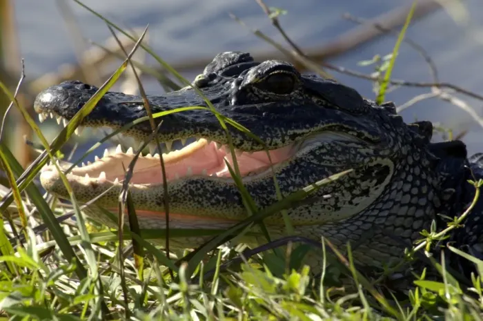 Framed Print : Alligator in the Florida Everglades