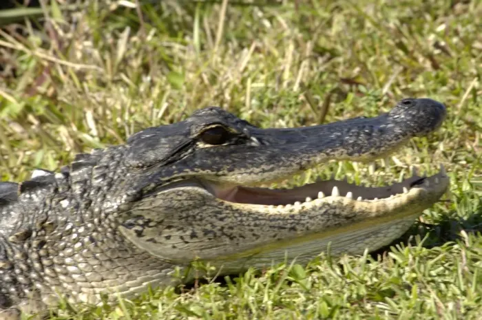 Framed Print : Alligator in the Florida Everglades
