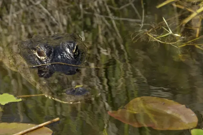 Framed Print : Alligator in the Florida Everglades