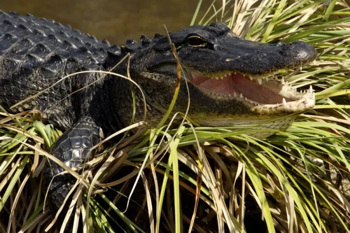 Framed Print : Alligator in the Florida Everglades