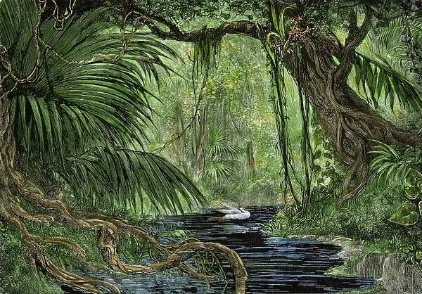 Amazon rain forest (Print #5881405) Framed Photos, Wall Art, Posters