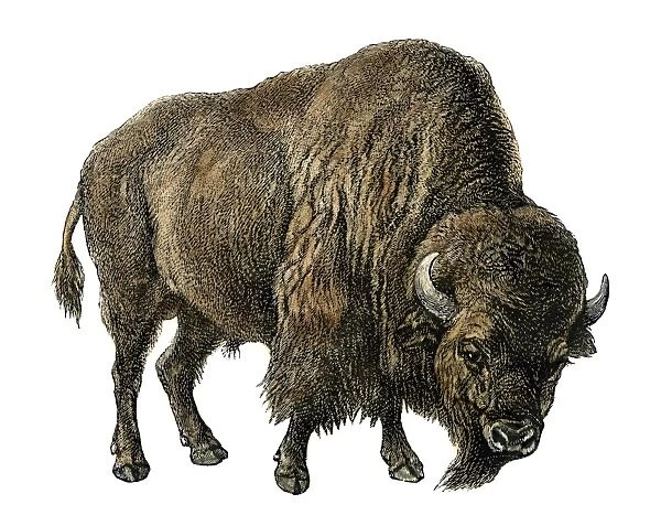American buffalo. Bison, or American buffalo.