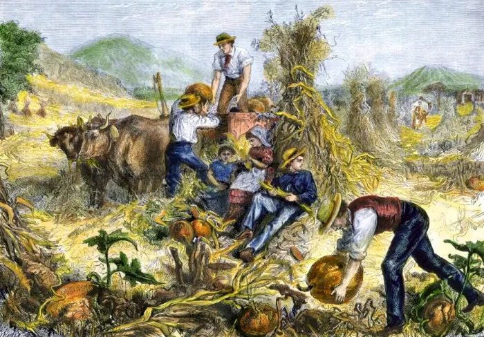 Framed Print : American farm family gathering pumpkins and husking maize Framed Print : American farm family gathering pumpkins and husking maize