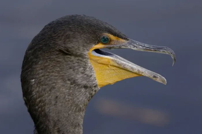 Framed Print : Anhinga in the Florida Everglades Framed Print : Anhinga in the Florida Everglades