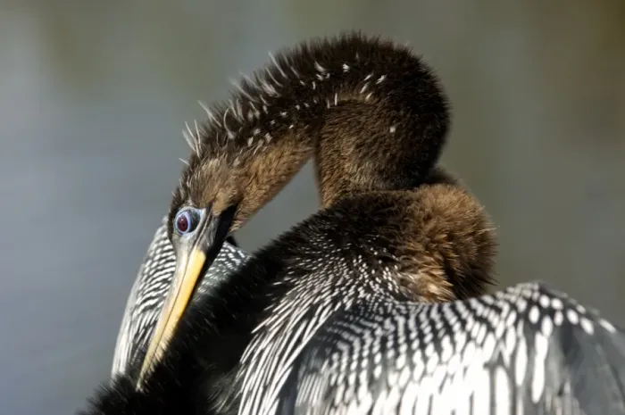Framed Print : Anhinga in the Florida Everglades Framed Print : Anhinga in the Florida Everglades